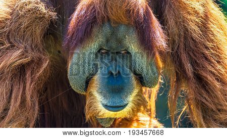 Portrait Of Very Old Asian Orangutan Posing At Front