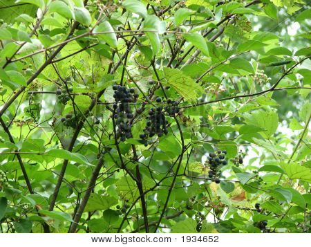 Uvas silvestres
