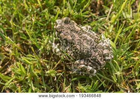 Green toad camouflaging in spring grass at sunny spring morning