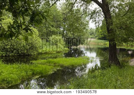 Summer bright landscape. Quiet river flows in green deciduous forest. Shores  overgrown with reeds. Uday River. Piryatin. Ukraine