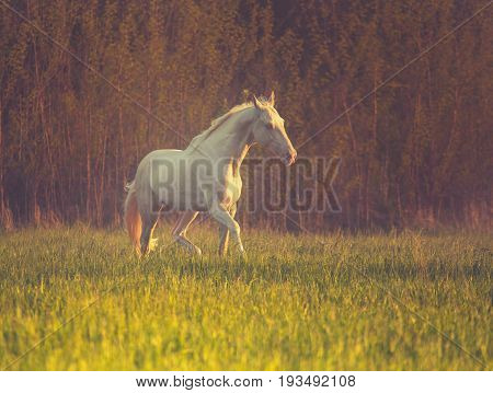 Cremello horse runs on the grass on dark forest background