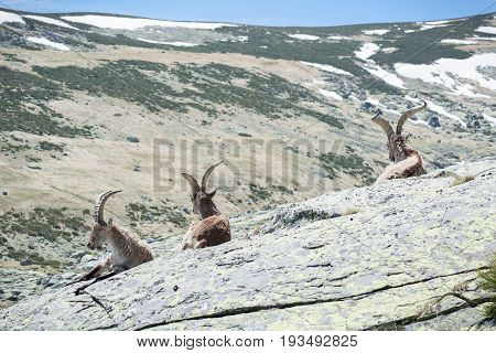 goat resting on the top of the mountain