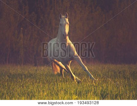Cremello horse runs on the grass on dark forest background