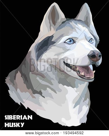 Vector colored portrait of siberian husky hand drawing Illustration on black background