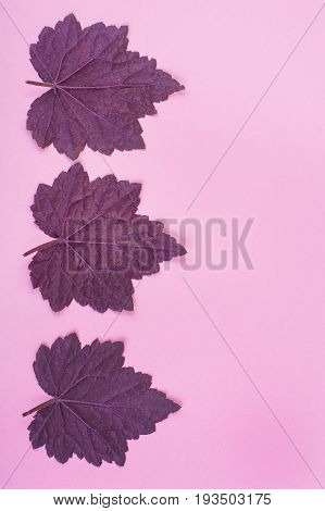 Pattern of beautiful purple leaves on pink background. Studio Photo