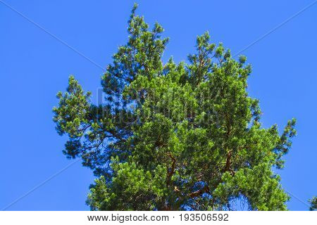 Pine Tree Against The Sky ,blue Sky , Green
