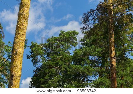 Pine Tree Against The Sky ,blue Sky , Green