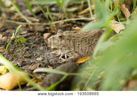 a Frog hiding in the grass  on nature