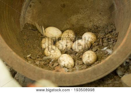 Fresh duck eggs in the farm on nature