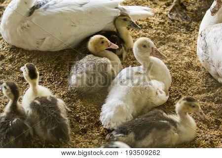 Small muscovy ducks in coop on nature