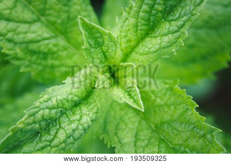 Close-up Of Mint Leaves