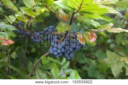 Mahonia decorative shrub With bunches of chenille berries
With green and red prickly leaves green background