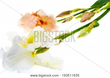 Summer flowers garden irises on white background. Studio Photo