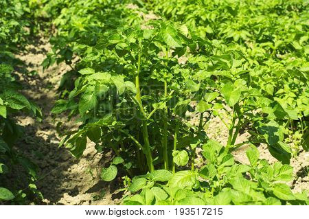 Green flower potato growing on the bed. Studio Photo