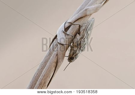 Detailed view of Chalcophora mariana beetle - Pine borer