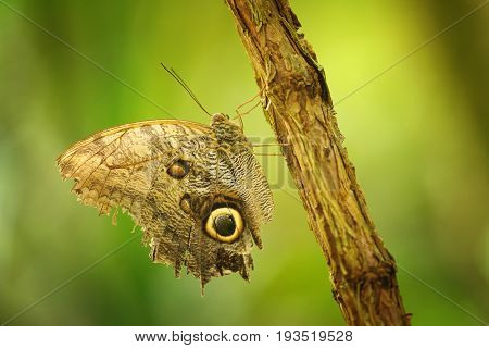 Butterfly On Branch With Closeup Wings Showing Power Of Mimicry