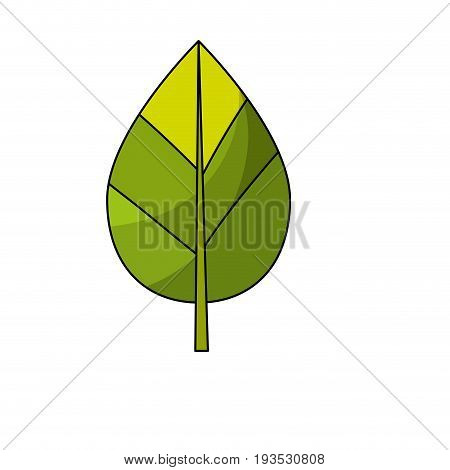 natural leaf botany of tropical plant vector illustration