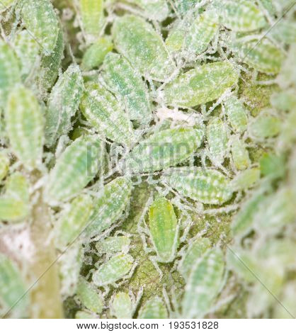 aphids on a green leaf. close . A photo