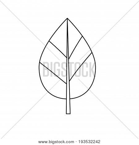 line natural leaf botany of tropical plant vector illustration