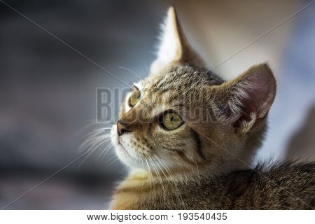Adorable kitten face looking up close up portrait