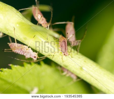 aphids on the plant. close . A photo