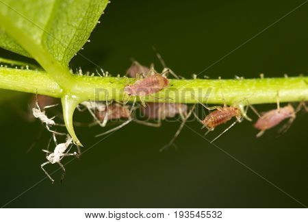 aphids on the plant. close . A photo