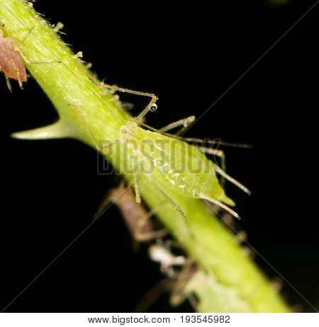 aphids on the plant. close . A photo