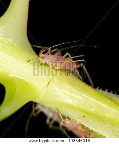 aphids on the plant. close . A photo