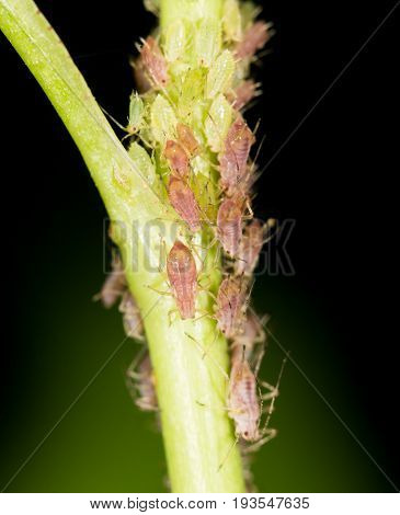 aphids on the plant. close . A photo
