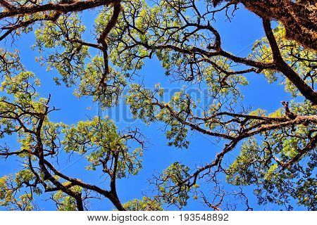 The big tree with fresh green leaves on branch on blue sky background