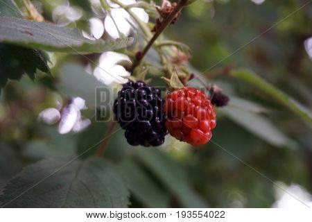 Blackberries ripen on a thornless blackberry plant in a garden in Joliet, Illinois during August.