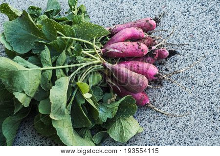 Bunch Of Freshly Picked Radishes On Gray Background