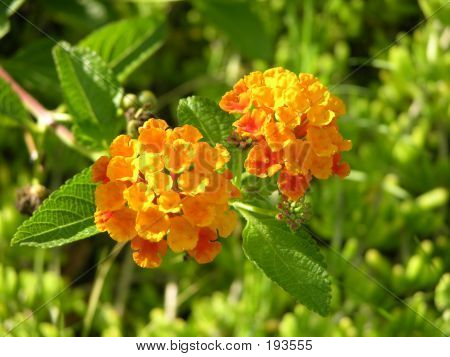 Lantanas