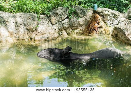 Asian Tapir in pond in the zoo