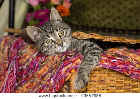 Playfull Young Cat Is Looking Out Of A Basket.