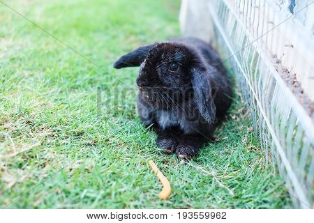 Wild rabbit in lovely green vegetation surroundings