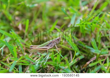 Omocestus Viridulus, Grasshopper In Green Color From Side