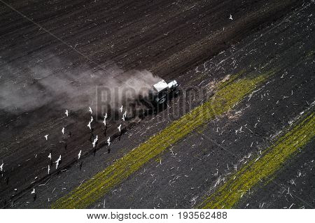 The white tractor plows the field against the backdrop of the black earth, and behind it birds fly and collect food. Aeril view. Agricultural machinery works in the field of spring planting. Plowing from above.
