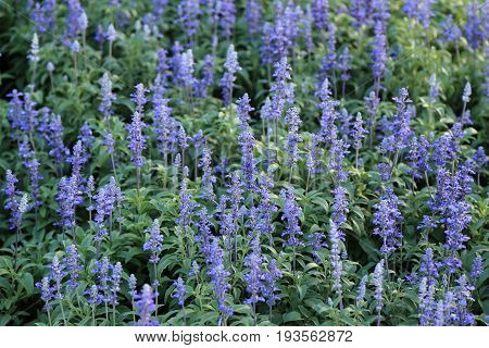 Blue Meadow Sage flower (Salvia Pratensis or Herbaceous Perennial Plant) wildflower with shallow depth of field.