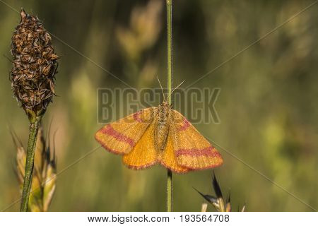 Purple-barred Yellow (lythria Cruentaria)