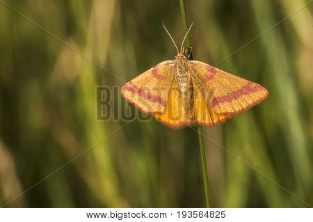 Purple-barred Yellow (lythria Cruentaria)
