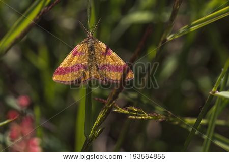 Purple-barred Yellow (lythria Cruentaria)