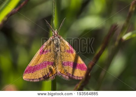 Purple-barred Yellow (lythria Cruentaria)