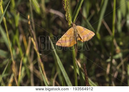 Purple-barred Yellow (lythria Cruentaria)