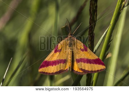 Purple-barred Yellow (lythria Cruentaria)