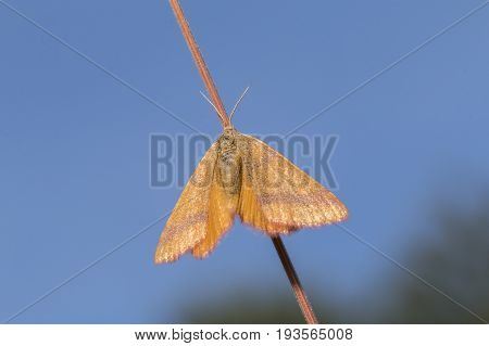 Purple-barred Yellow (lythria Cruentaria)