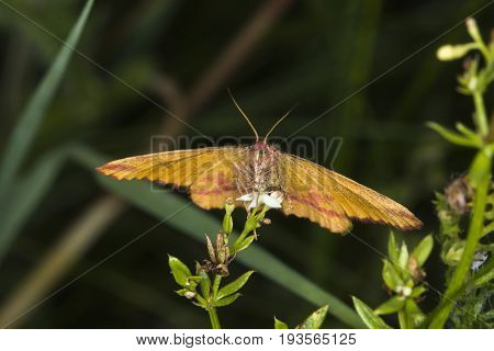 Purple-barred Yellow (lythria Cruentaria)