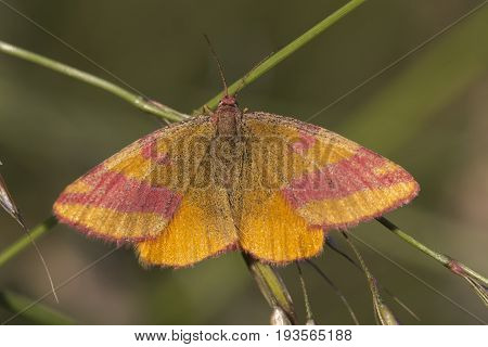 Purple-barred Yellow (lythria Cruentaria)