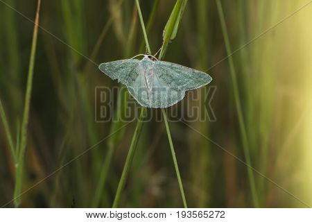 Grass Emerald (pseudoterpna Pruinata)