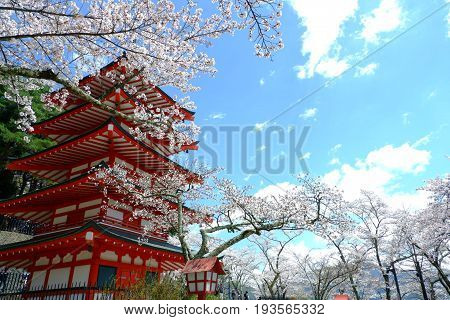 Cherry blosssom in summer japan churieto pagoda